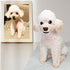 pet bobblehead